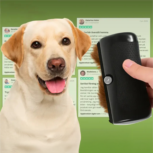 Hundborste som stoppar fällning och håller hemmet rent